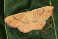 Cyclophora (Cyclophora) ruficiliaria